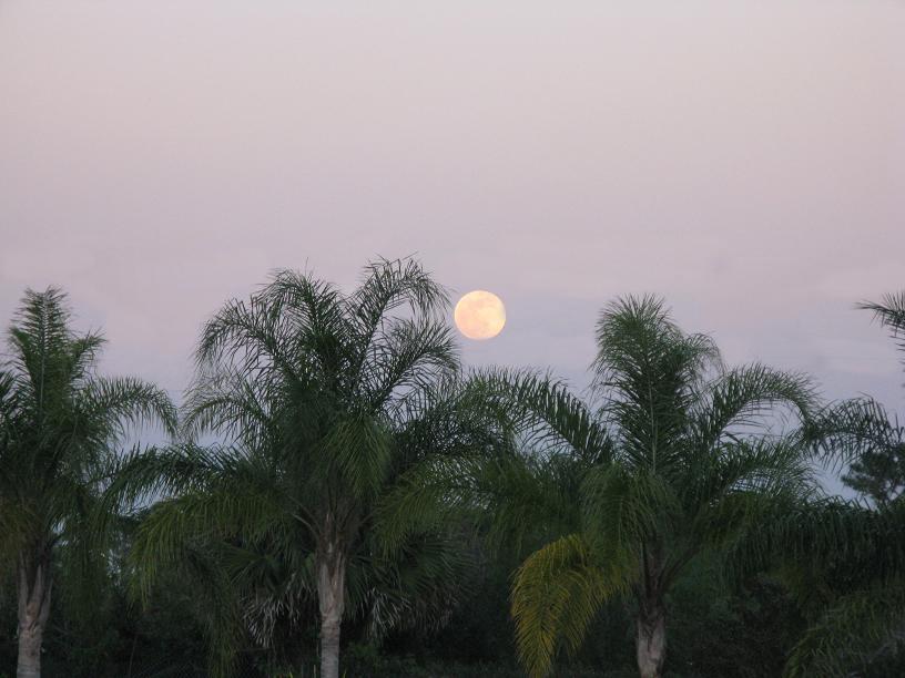 Picture of the Florida Moon