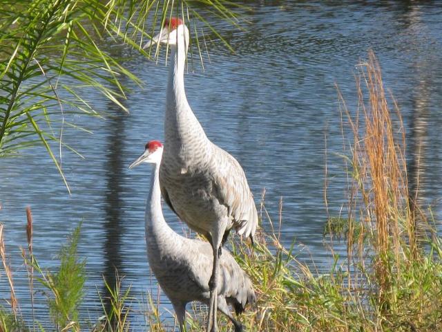 Picture of a pair of Cranes